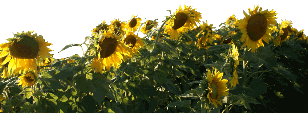 Traverse City Sunflowers photo by Courtney Disposti. 